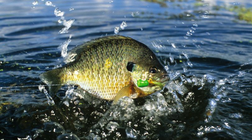1 How Can You Tell A Sunfish From A Bluegill