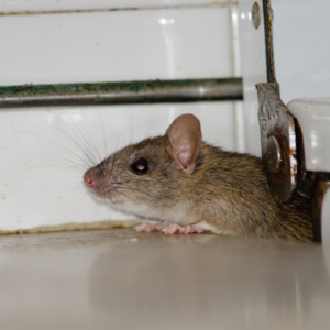 Rodent Control 101