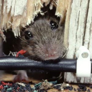 Rodent Control 101 Sealing any entry