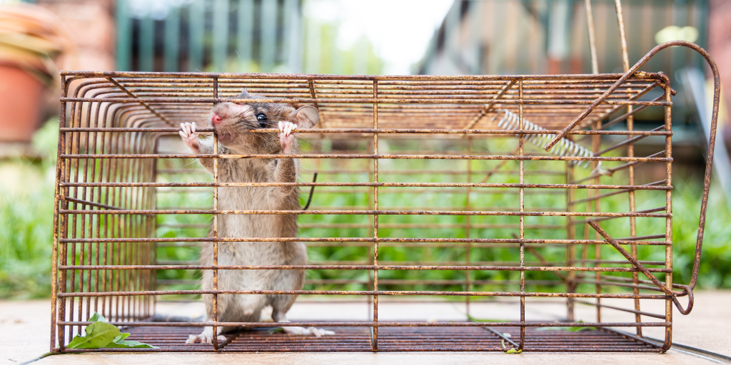 Rodents Control