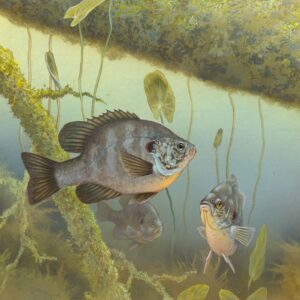 Habitat and Behavior
