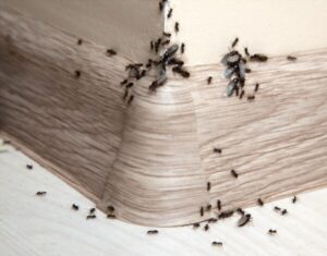 Napier pest control ant infestation